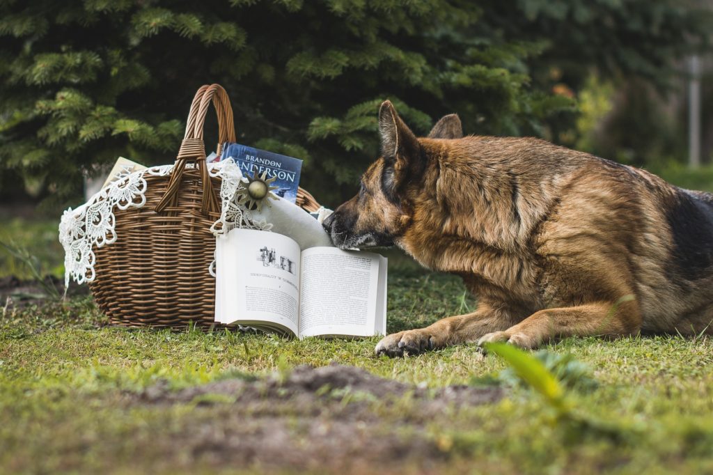 Reading Dog 読書する犬 Revontulia