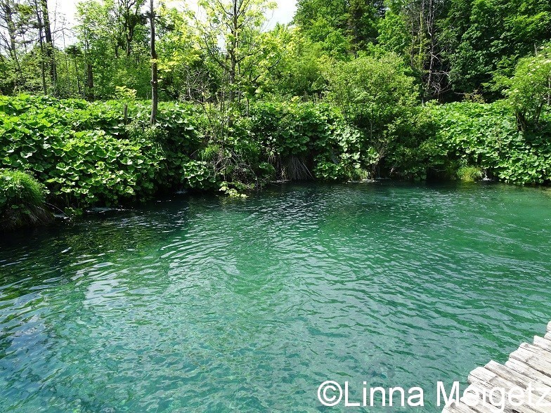 水の色と新緑の色